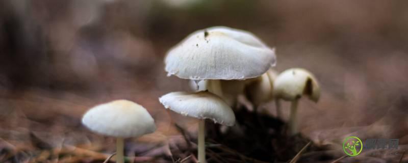 白色蘑菇有哪几种(白色的蘑菇有哪些种类)