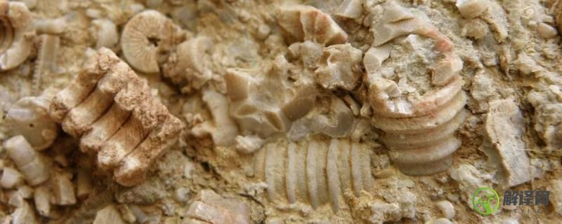 化石是怎么形成的(什么是化石 化石是怎么形成的)