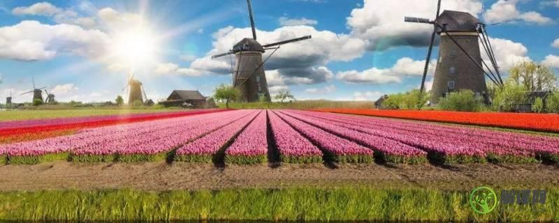 荷兰为什么是花之国(荷兰为什么是花之国50字)