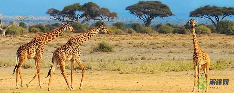 长颈鹿身高多少米(长颈鹿身高多少米图片)