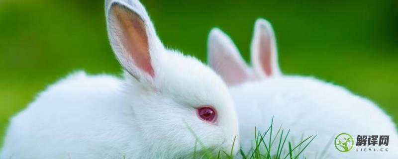小白兔的特点(小白兔的特点和生活特征)
