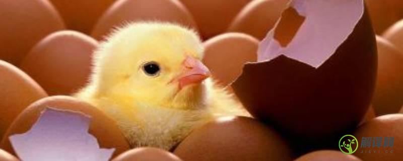 怎么孵鸡蛋(人工怎么孵鸡蛋)