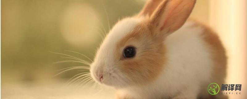 兔子和老鼠是一类动物吗(兔子跟老鼠的区别)
