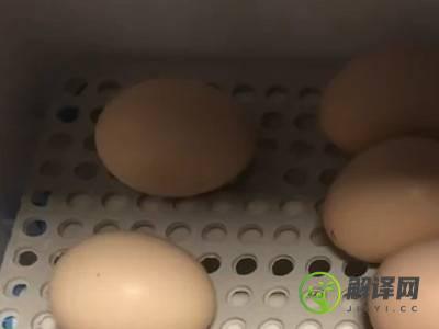 怎么孵鸡蛋(人工怎么孵鸡蛋)