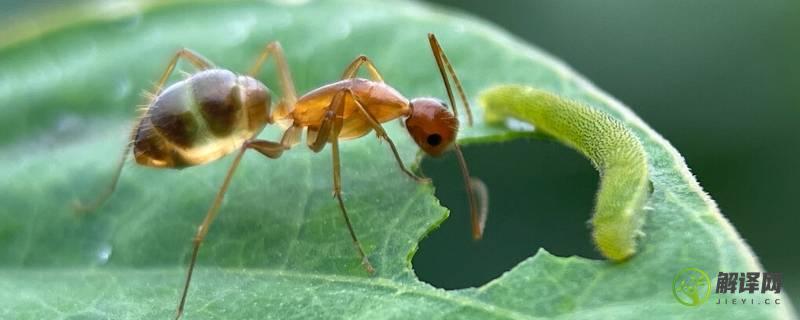 蚂蚁寿命(奇瑞小蚂蚁寿命)