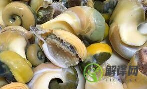 大海螺怎么做好吃(大海螺怎么做好吃?)