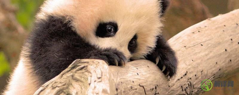 为什么熊猫是国宝(为什么熊猫是国宝作文300字)