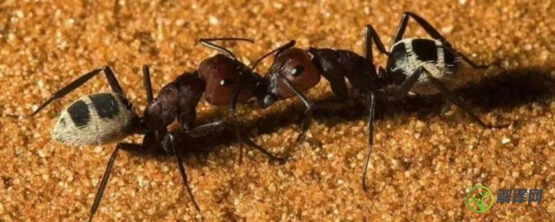蚂蚁有几只脚(蚂蚁有几只脚几只手)