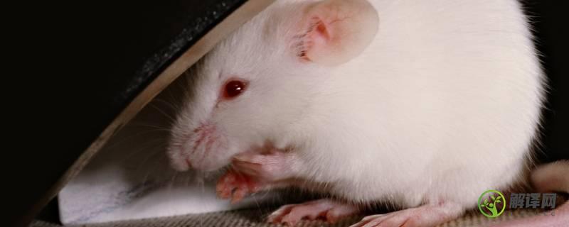超声波能驱赶老鼠吗(驱赶老鼠的超声波对人体有害吗)