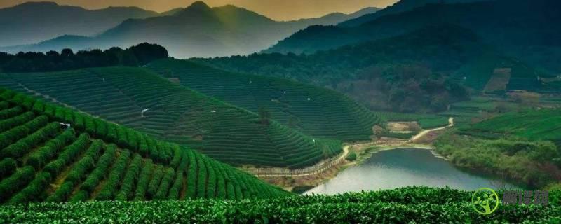 四大名茶之一的龙井茶产地是(四大名茶之一的龙井茶产地是浙江杭州)