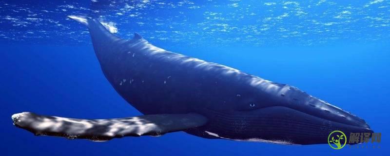 成年蓝鲸有多少吨(成年蓝鲸大约多少吨)