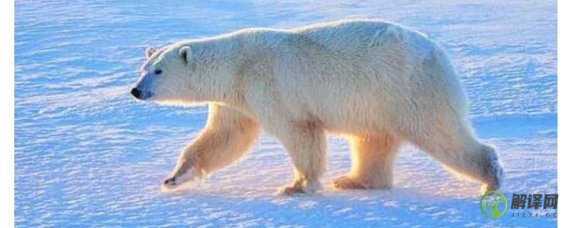南极有北极熊吗(南极有北极熊吗 百度知道)