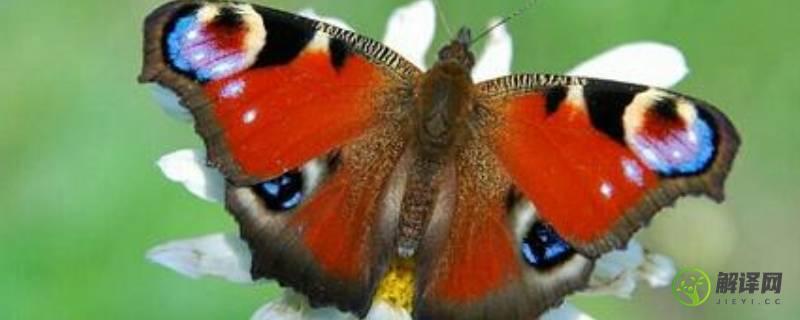 大孔雀蝶的外形特点和生活特征