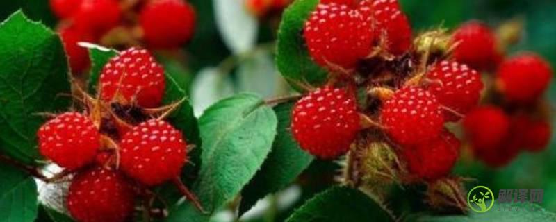 野生树莓可以吃吗(树草莓能吃吗)