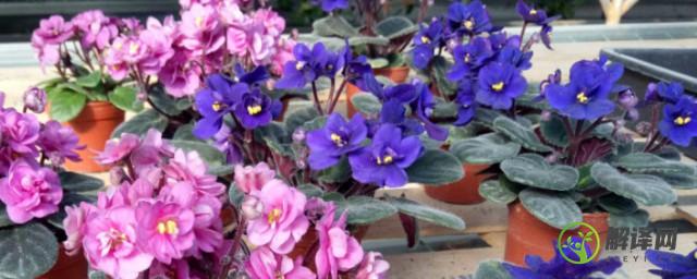 非洲紫罗兰要怎么种才开花(非洲紫罗兰开花后多久再开花?)