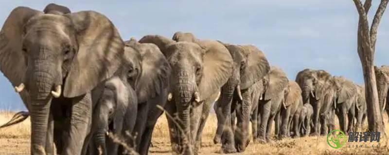 大象的寿命(大象的寿命最长能活多少年)