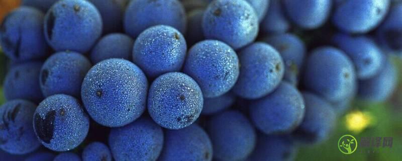 蓝莓葡萄是夏黑葡萄吗(夏黑葡萄和蓝莓葡萄是一种么)