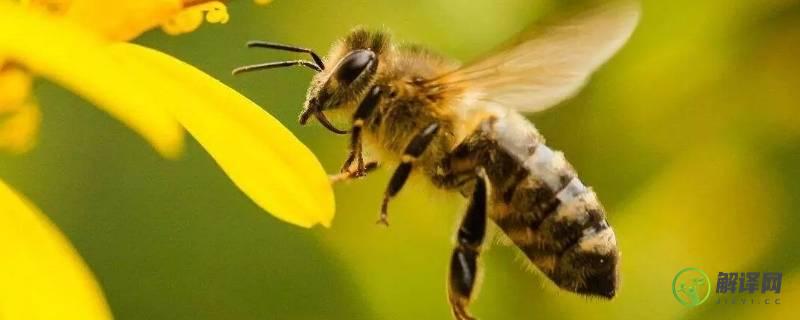 蜂子种类(蜂子种类及图片大全大图)
