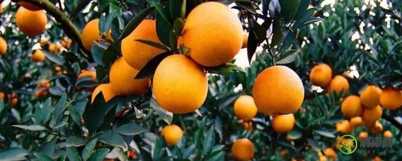 石门柑橘为什么是柑橘之乡(石门柑橘什么时候成熟)