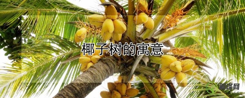 椰子树的寓意解读，椰子树有哪些含义？(椰子树比喻什么)