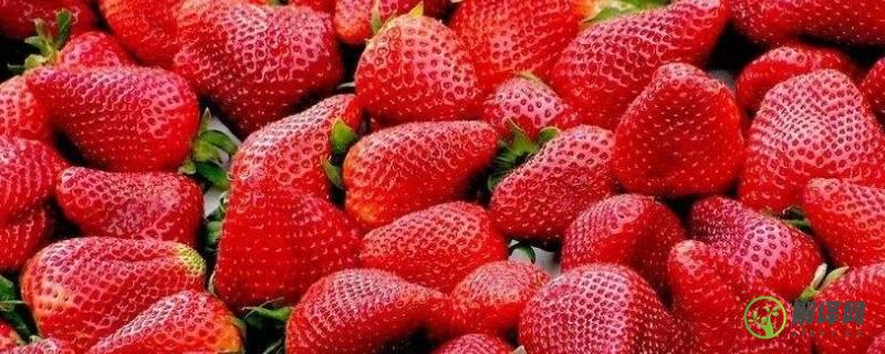 草莓可以放冰箱吗(洗完的草莓可以放冰箱吗)