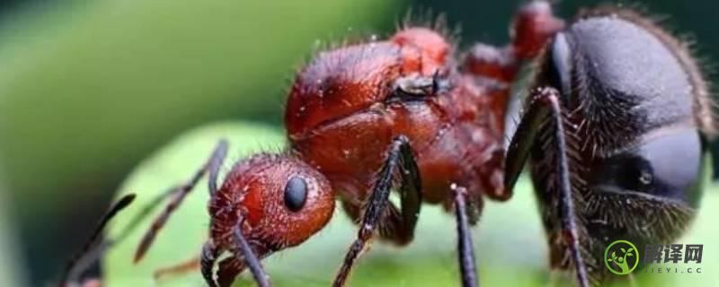 红色蚂蚁咬人有毒吗(被红色蚂蚁咬了有毒吗)