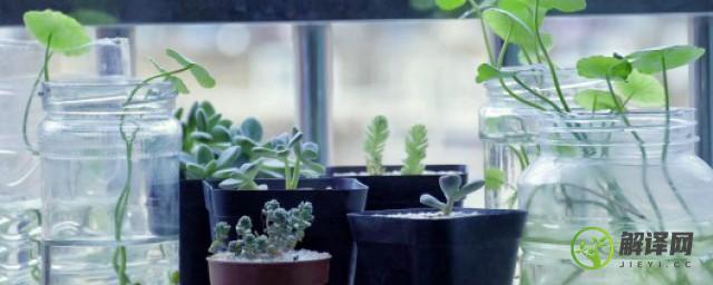 家里养水生植物怎么样处理(适合在家养的水生植物)