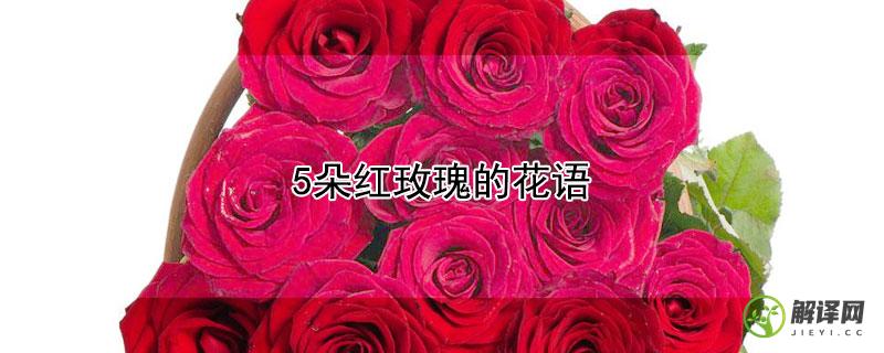 5朵红玫瑰的花语是什么？（5朵红玫瑰的花语有哪些）(35朵红玫瑰的花语与寓意)