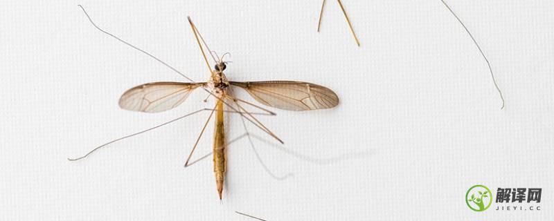 特别大的蚊子叫什么(超级大的蚊子是什么蚊子)