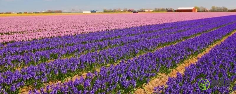 荷兰为什么被称为花之国(荷兰为什么被称为花之国水之国)