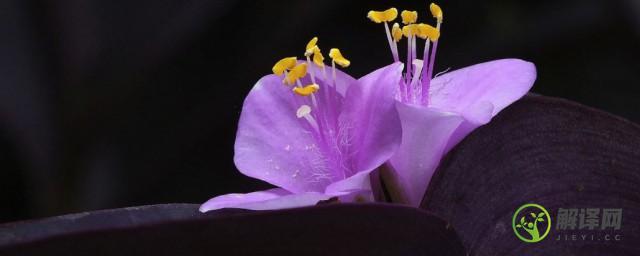紫罗兰花在家里怎么养(紫罗兰花怎么养在花瓶里)