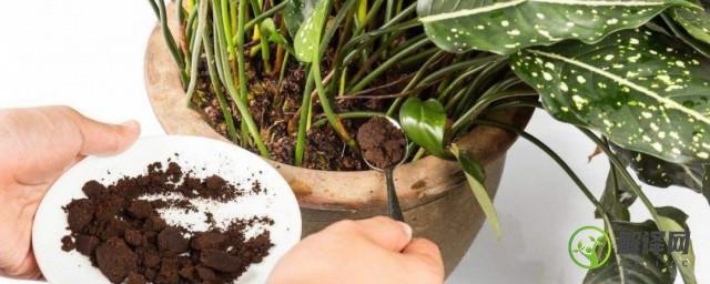 家里养花氮肥怎么用多少(养花氮肥施用方法)