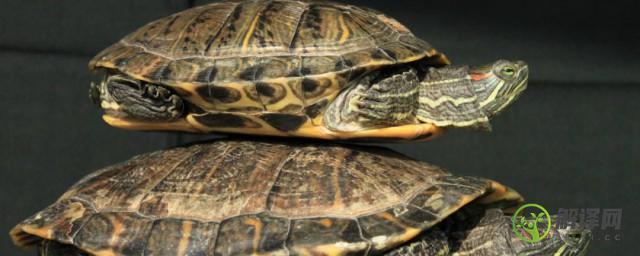 翡翠绿巴西龟怎么分辨公母(巴西彩龟和巴西翠龟区别)