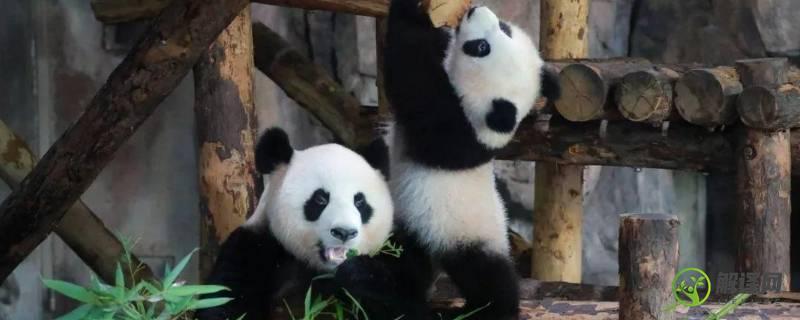 大熊猫吃的竹子种类(大熊猫最爱吃什么种类的竹子)