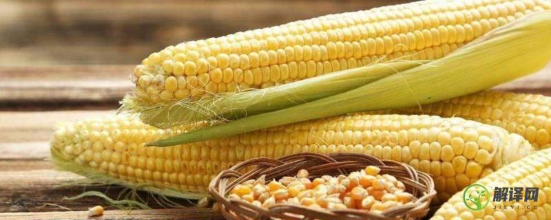 玉米为什么叫玉蜀黍(黍是不是玉米)