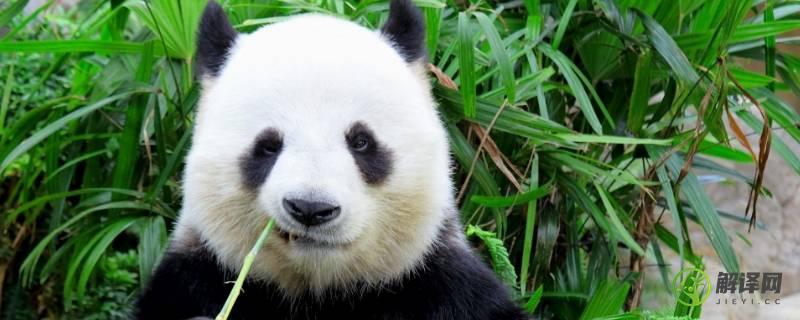 熊猫的特点(熊猫的特点和外貌描写)