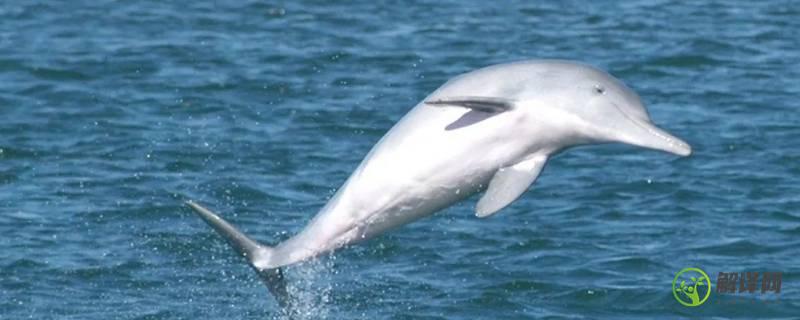中华白海豚的特点(中华白海豚区别于其他海豚的特征)