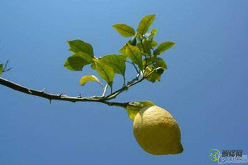 柠檬树的养殖方法和注意事项(室内柠檬树的养殖方法和注意事项)