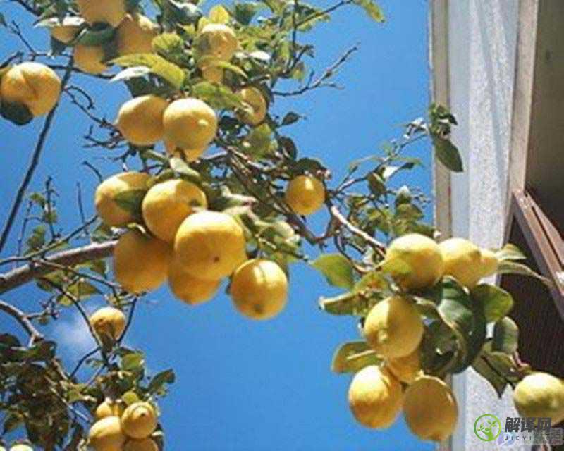 柠檬树的养殖方法和注意事项(室内柠檬树的养殖方法和注意事项)