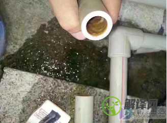 塑料水管绿藻怎么清理(玻璃管中的绿藻怎么去除?)