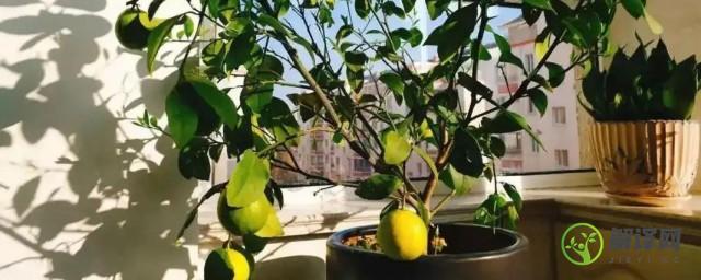 柠檬树室外怎么养才结果(柠檬树可以种在室外吗)