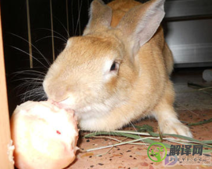 兔子能吃桃子吗(兔子能吃桃子不)