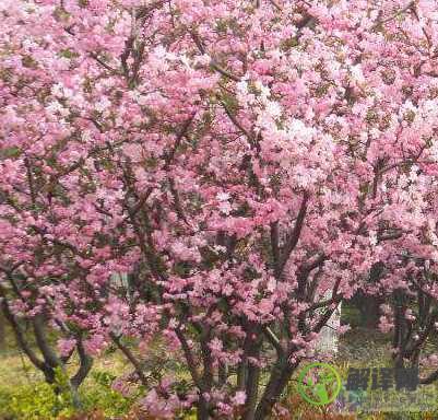 海棠花怎么养(海棠花怎么养才能开花)