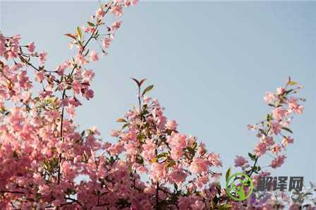 海棠花怎么养(海棠花怎么养才能开花)