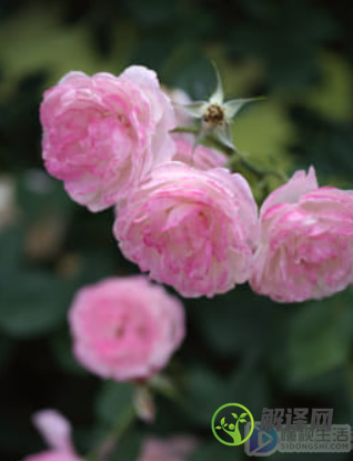 蔷薇花的养殖方法(蔷薇花的养殖方法和注意事项几月开花)