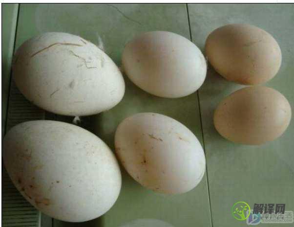 鹅蛋怎么保存八个月(鹅蛋怎么放才能保鲜到半年)