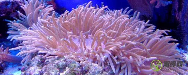 怎么养好珊瑚(怎么养好珊瑚姑类)