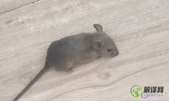 如何赶走老鼠(如何赶走老鼠?)