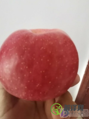 柚子和苹果能一起吃吗(柚子和苹果能不能一起吃?)