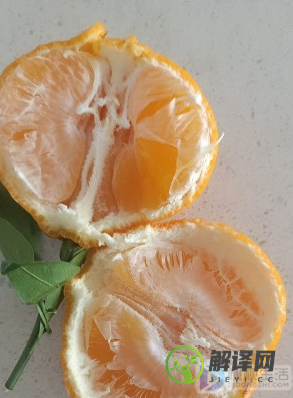 柚子是橘子吗(桔柚是橘子吗)